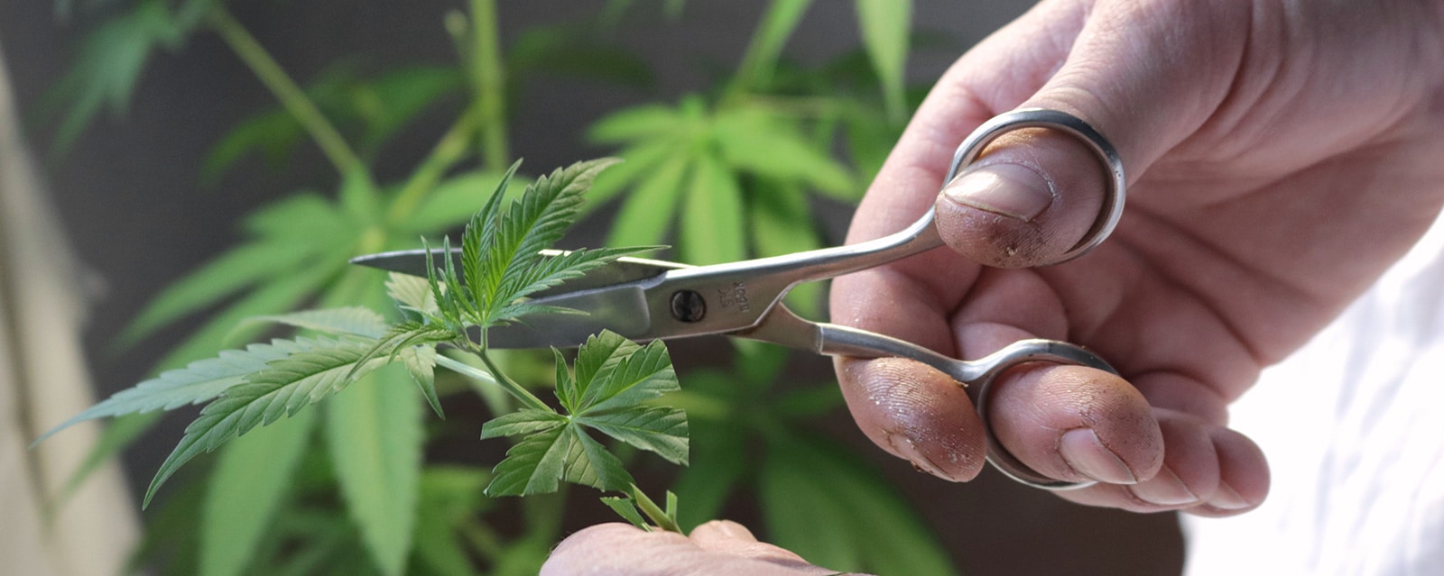Cloning is a great method to duplicate your favourite grow as it ensures a consistent and reliable way to maintain quality you like, as the clones will share the same genetic code as the mother plant.